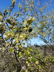 Cercocarpus betuloides betuloides