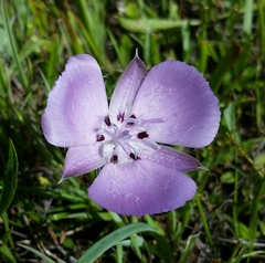 Calochortus uniflorus