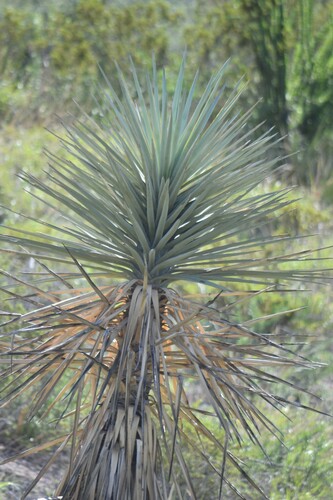 Image of Yucca rigida by (c) Mauricio Calderón, some rights reserved (CC BY)