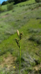 Carex gynodynama