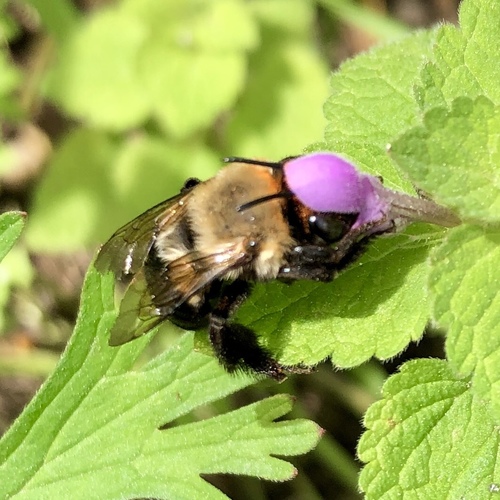 Blueberry Digger Bee photographed in Alabama