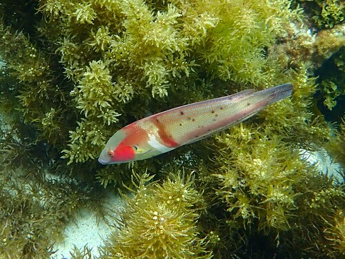 Western king wrasse (Coris auricularis) — Labridae — 2