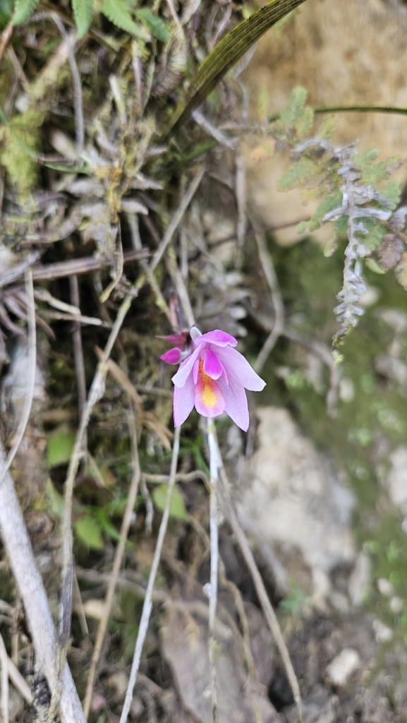 Spathoglottis parviflora