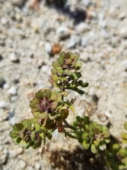 Lepidium lasiocarpum