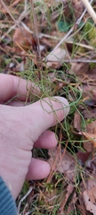 Equisetum scirpoides image