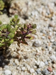 Lepidium lasiocarpum
