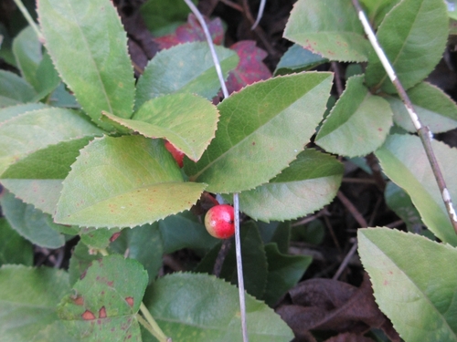 Ardisia japonica iNat (3)