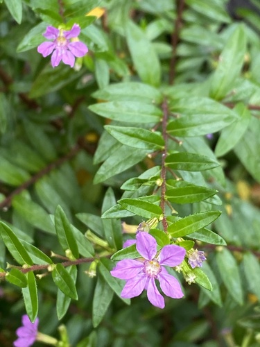 False heather