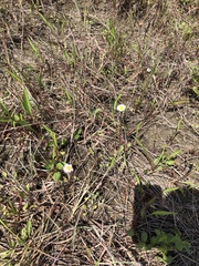 Erigeron procumbens