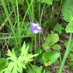 Viola langsdorffii