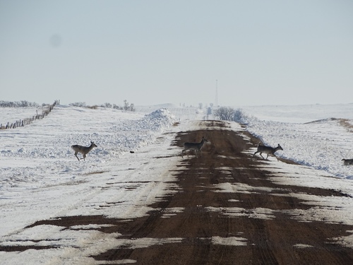 White-tailed Deer photographed in North Dakota