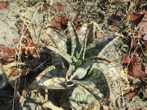 Image of Aloe zebrina by no rights reserved