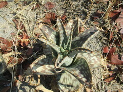 Aloe zebrina, photograph author not stated, no rights reserved