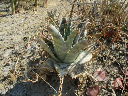 Image of Aloe zebrina by no rights reserved