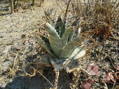 Aloe zebrina, photograph author not stated, no rights reserved