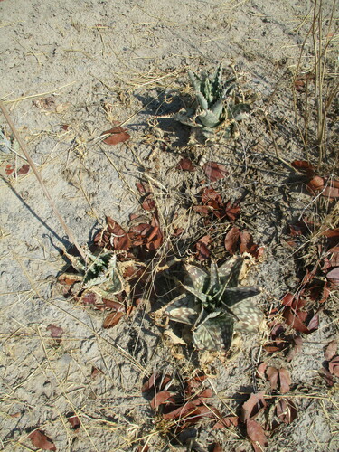 Aloe zebrina, photograph 4
