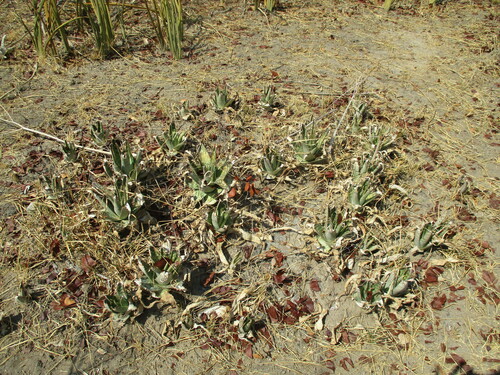 Aloe zebrina, photograph 6