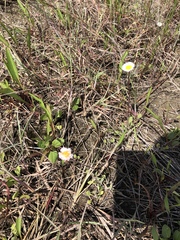 Erigeron procumbens