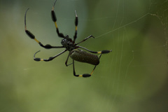 Trichonephila clavipes image