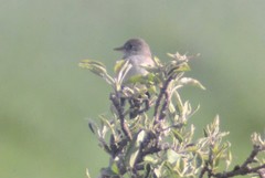 Empidonax traillii adastus