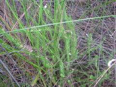 Lateristachys lateralis