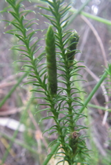 Lateristachys lateralis