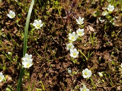 Sabulina californica
