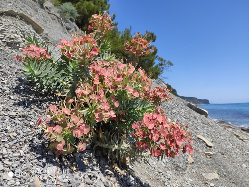 Euphorbia rigida