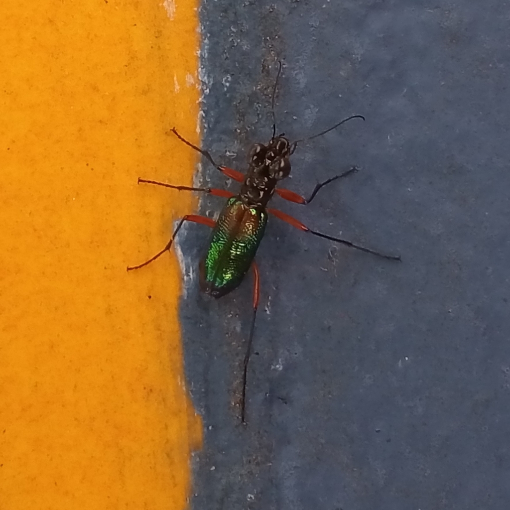 Iresia lacordairei