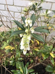 Pieris
