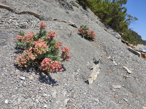 Euphorbia rigida