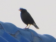 Acridotheres grandis