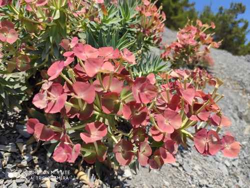 Euphorbia rigida