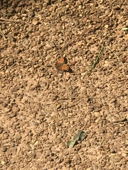 Nymphalini