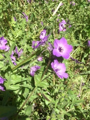 Pholistoma auritum auritum