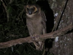 Strix leptogrammica