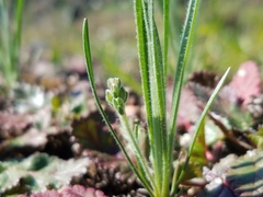Plantago erecta