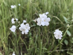Plagiobothrys canescens