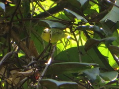 Phylloscopus ricketti