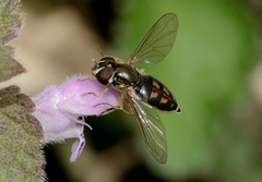 Toxomerus marginatus