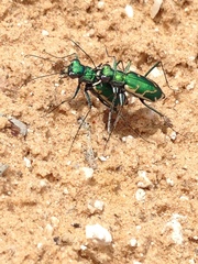 Ellipsoptera marutha