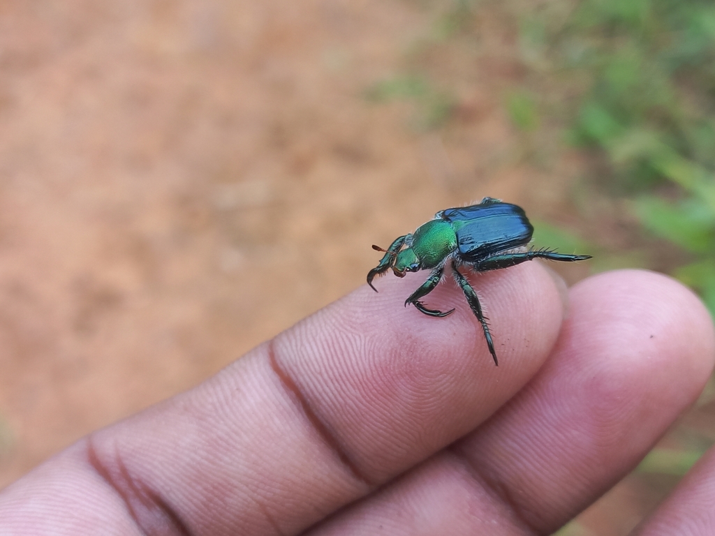 Tropiorhynchus podagricus