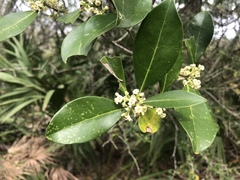 Cartrema americana