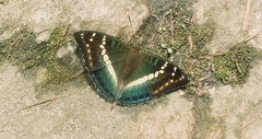 Euthalia franciae