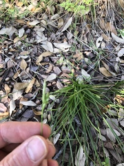 Carex planostachys