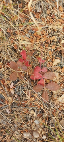 Sunny-place cinquefoil