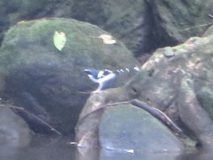 Enicurus schistaceus