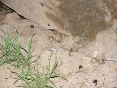 Glyptostoma gabrielense