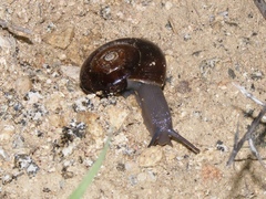 Glyptostoma gabrielense