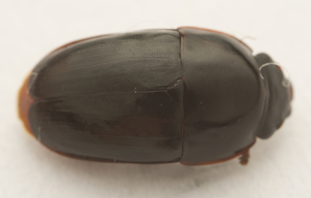 Cryptarcha polita